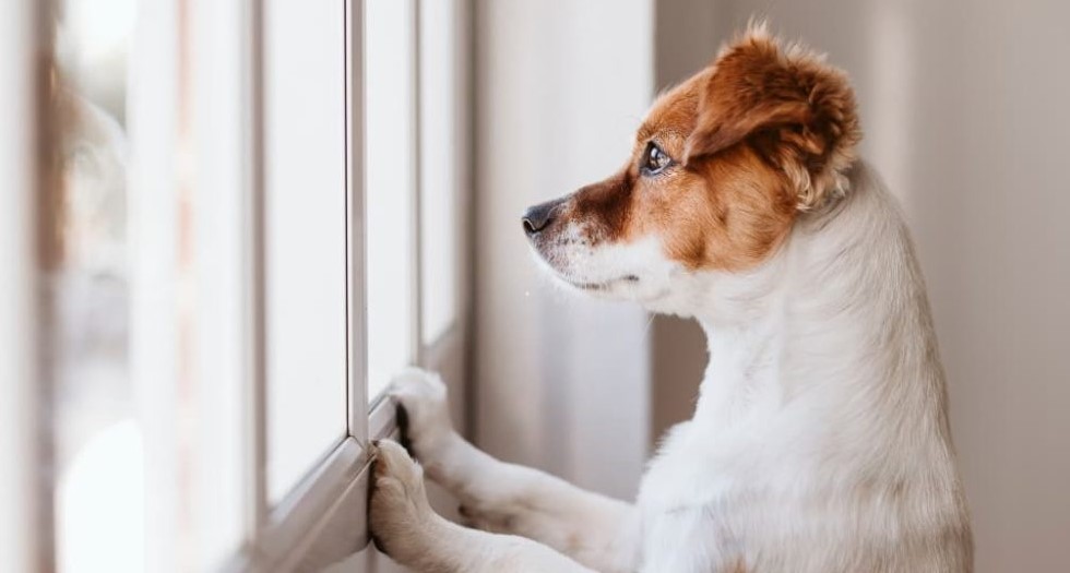 Perro recostado solo dentro de una casa representando bienestar animal y ansiedad por aislamiento.