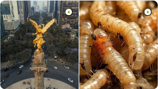 Imagen ilustrativa sobre alerta sanitaria por gusano barrenador en México.