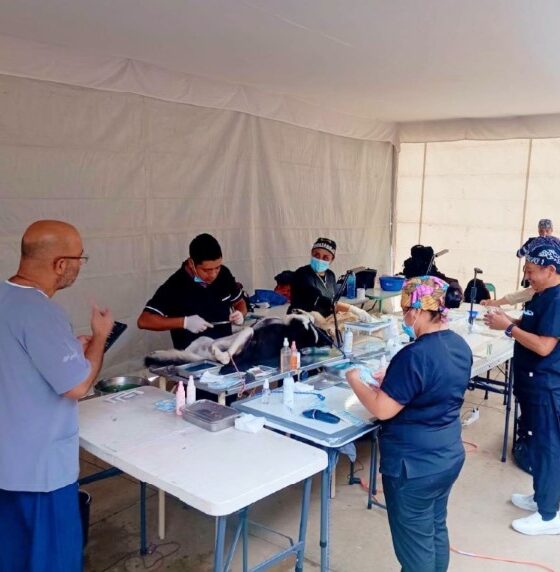 Personal veterinario realiza esterilizaciones gratuitas de perros y gatos durante una jornada de bienestar animal en San Juan Huiluco.