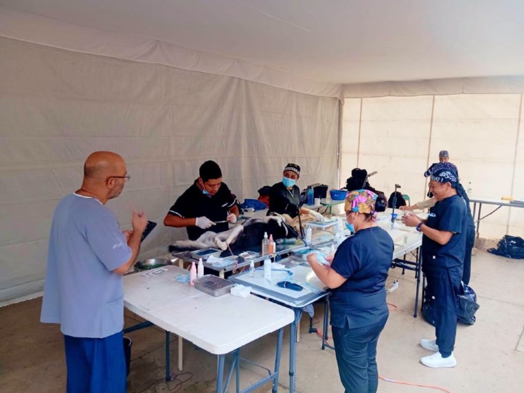 Personal veterinario realiza esterilizaciones gratuitas de perros y gatos durante una jornada de bienestar animal en San Juan Huiluco.