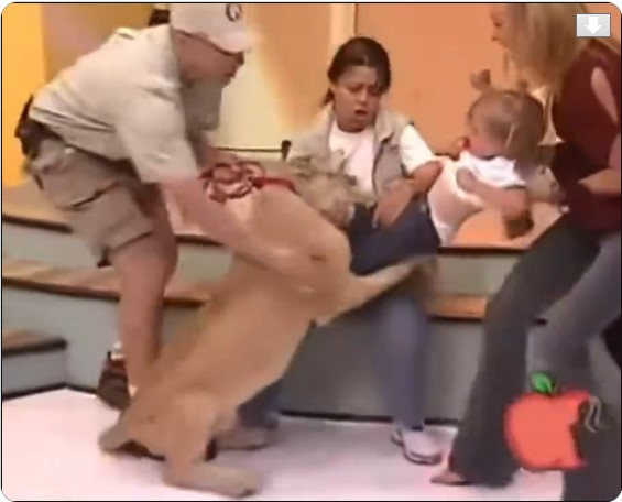 Leona intenta abalanzarse sobre un menor durante una transmisión del programa mexicano Con Sello de Mujer, generando momentos de tensión en televisión nacional.