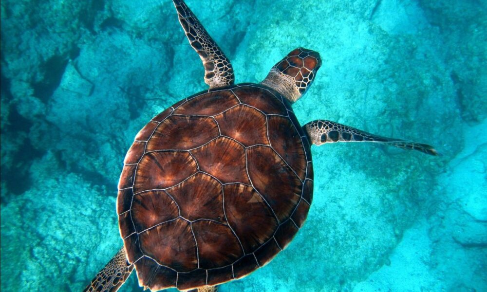Tortuga marina nadando en aguas cristalinas durante la conmemoración del Día Mundial de las Tortugas Marinas 2026.