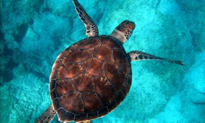 Tortuga marina nadando en aguas cristalinas durante la conmemoración del Día Mundial de las Tortugas Marinas 2026.