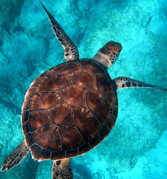 Tortuga marina nadando en aguas cristalinas durante la conmemoración del Día Mundial de las Tortugas Marinas 2026.