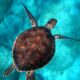 Tortuga marina nadando en aguas cristalinas durante la conmemoración del Día Mundial de las Tortugas Marinas 2026.
