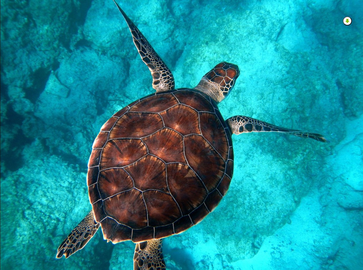 Tortuga marina nadando en aguas cristalinas durante la conmemoración del Día Mundial de las Tortugas Marinas 2026.