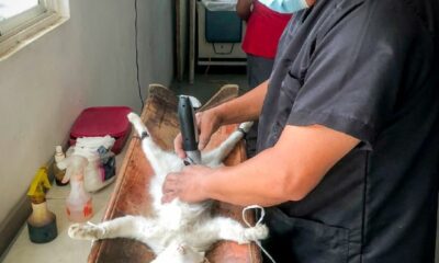 Personal veterinario realiza procedimiento de esterilización durante una jornada gratuita de bienestar animal en San Miguel Tecuanipa, Tochimilco.