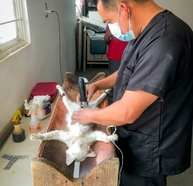 Personal veterinario realiza procedimiento de esterilización durante una jornada gratuita de bienestar animal en San Miguel Tecuanipa, Tochimilco.
