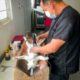 Personal veterinario realiza procedimiento de esterilización durante una jornada gratuita de bienestar animal en San Miguel Tecuanipa, Tochimilco.