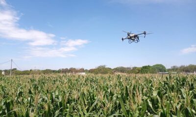 Drone agrícola realizando labores de fumigación aérea sobre cultivo de maíz como parte del programa impulsado por el Ayuntamiento de Huaquechula para apoyar a productores del campo.