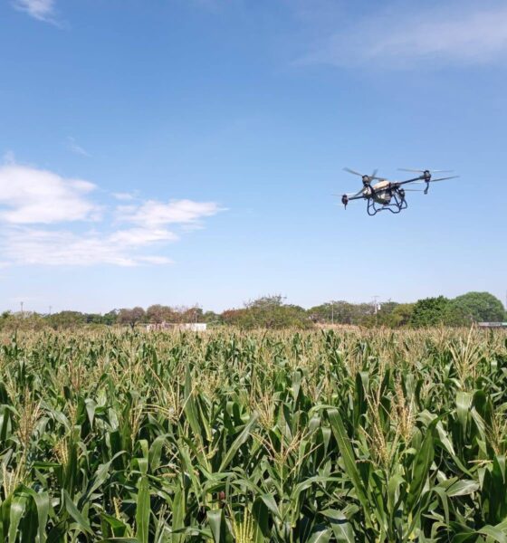 Drone agrícola realizando labores de fumigación aérea sobre cultivo de maíz como parte del programa impulsado por el Ayuntamiento de Huaquechula para apoyar a productores del campo.