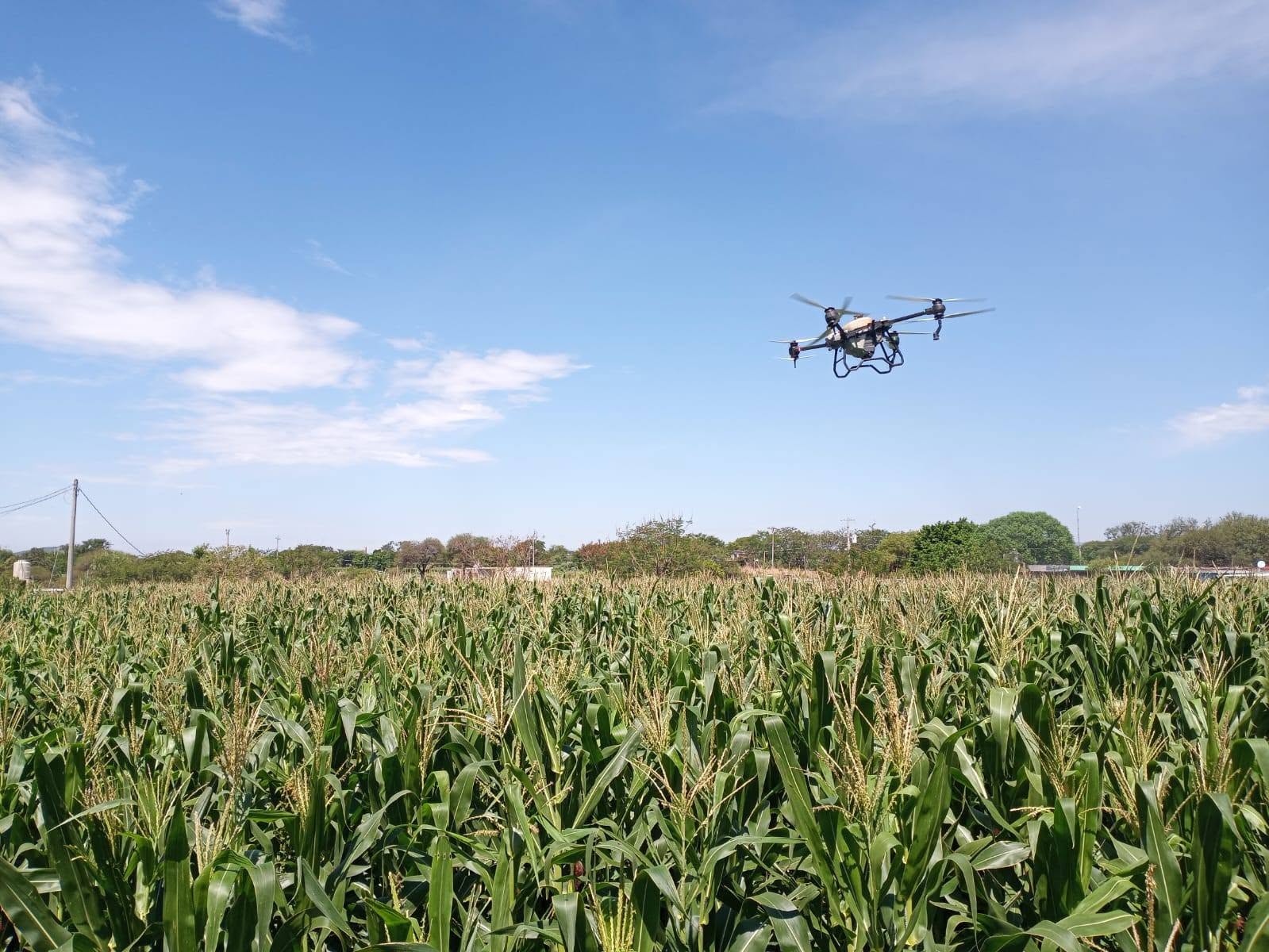 Drone agrícola realizando labores de fumigación aérea sobre cultivo de maíz como parte del programa impulsado por el Ayuntamiento de Huaquechula para apoyar a productores del campo.