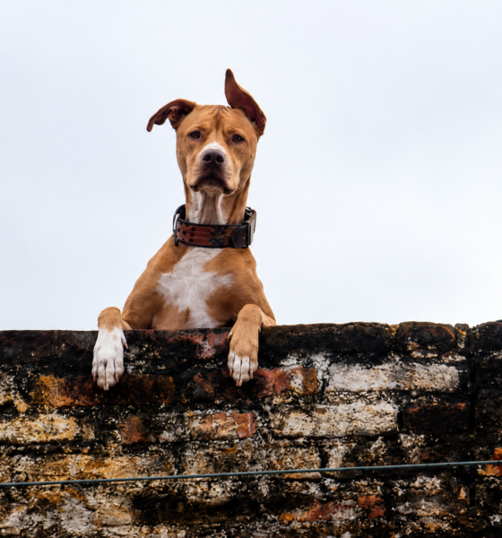 Perro permaneciendo sobre una azotea expuesto al exterior, imagen utilizada para ilustrar sanciones por maltrato animal y bienestar de mascotas en México.