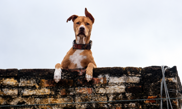 Perro permaneciendo sobre una azotea expuesto al exterior, imagen utilizada para ilustrar sanciones por maltrato animal y bienestar de mascotas en México.