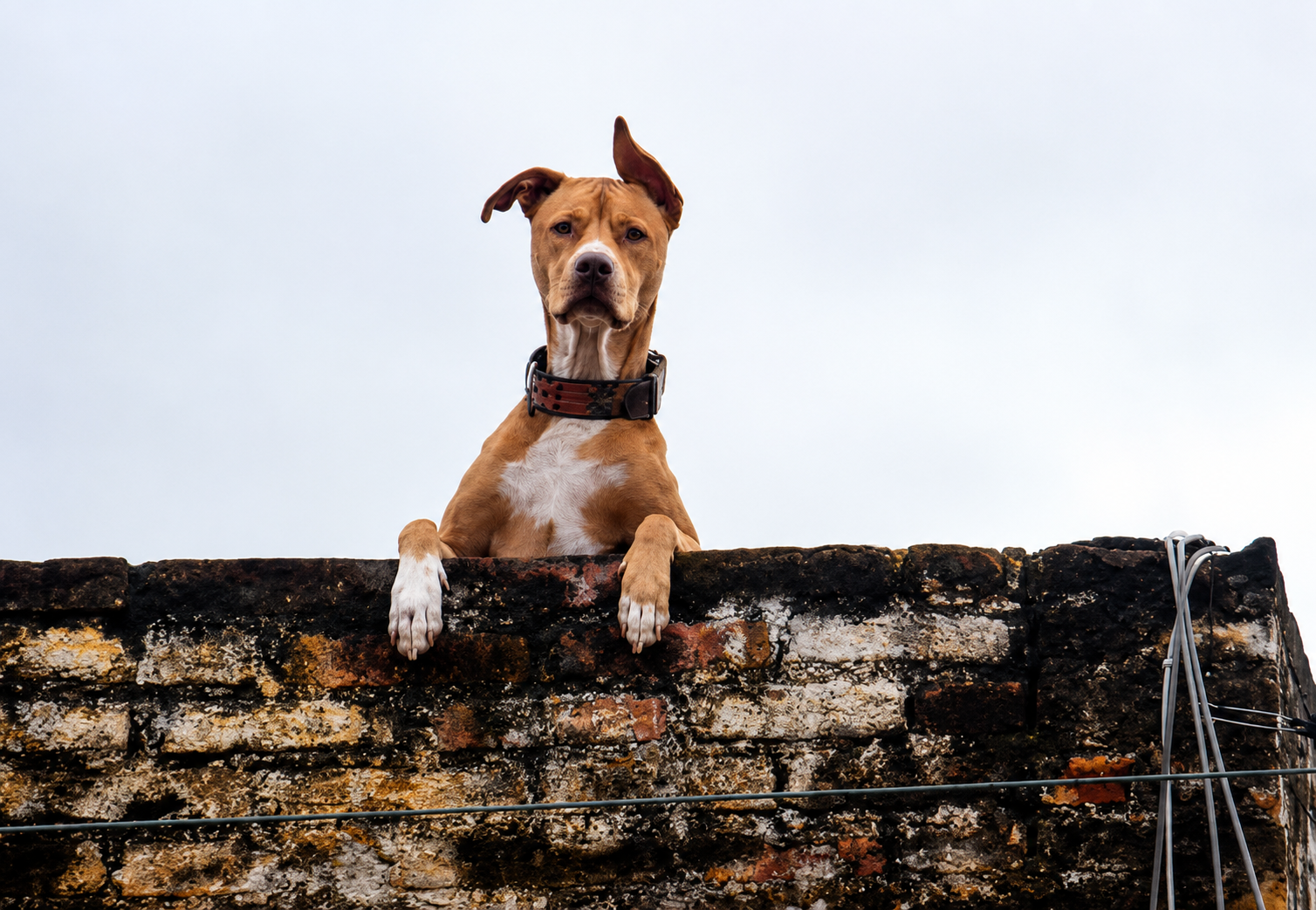 Perro permaneciendo sobre una azotea expuesto al exterior, imagen utilizada para ilustrar sanciones por maltrato animal y bienestar de mascotas en México.