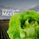 Lechuga iceberg frente a un campo agrícola mexicano, relacionada con una investigación sanitaria por Cyclospora en Estados Unidos.