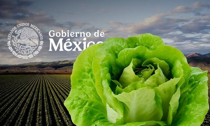 Lechuga iceberg frente a un campo agrícola mexicano, relacionada con una investigación sanitaria por Cyclospora en Estados Unidos.
