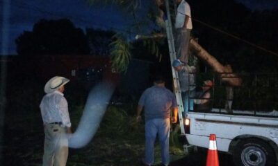 Bomberos de Huaquechula retiran un árbol caído sobre una línea telefónica tras las lluvias.