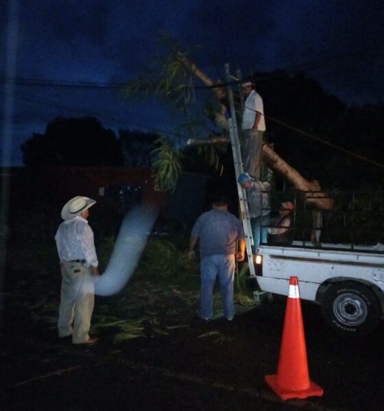 Bomberos de Huaquechula retiran un árbol caído sobre una línea telefónica tras las lluvias.